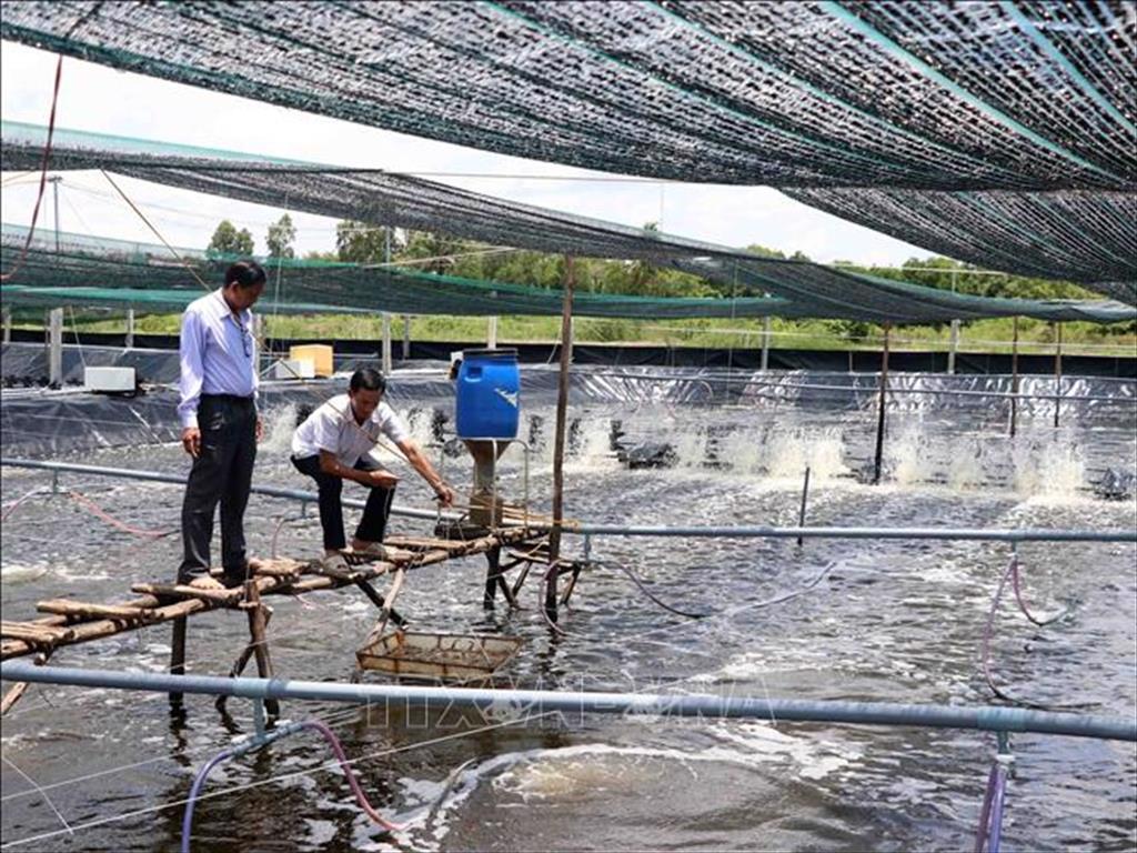 Người nuôi tôm Cà Mau đối mặt với khó khăn kép
