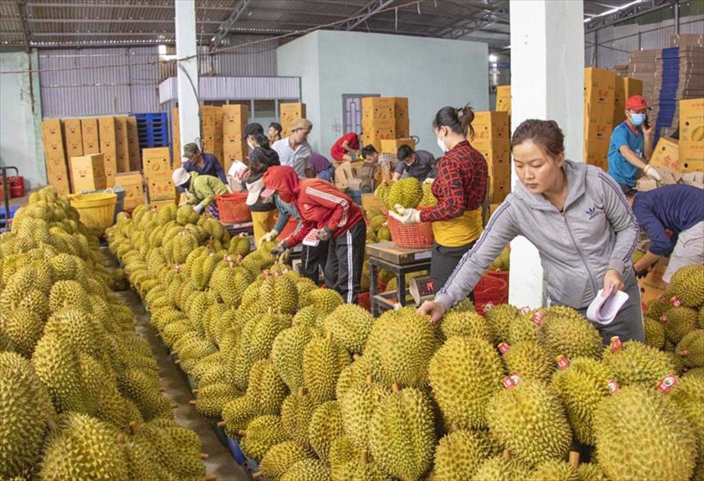 Nâng cao chất lượng hàng hóa xuất khẩu để đáp ứng yêu cầu khắt khe từ Trung Quốc