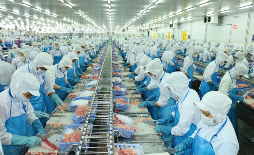 Cá tra Việt Nam – Hành trình 27 năm từ khởi đầu non trẻ đến bản lĩnh hội nhập  